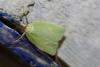 Tortrix viridana